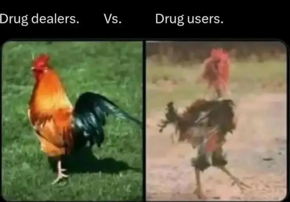 two pictures of chickens and a rooster